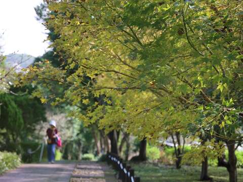 遊客散步黃楓步道(圖片來源：臺北市政府工務局公園路燈工程管理處)