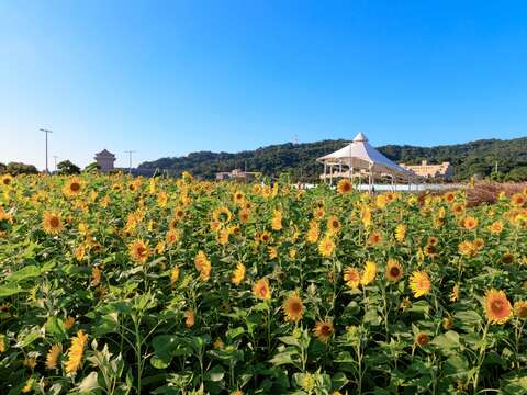 다자허빈공원 금빛 화하이(꽃축제) 성대한 개막