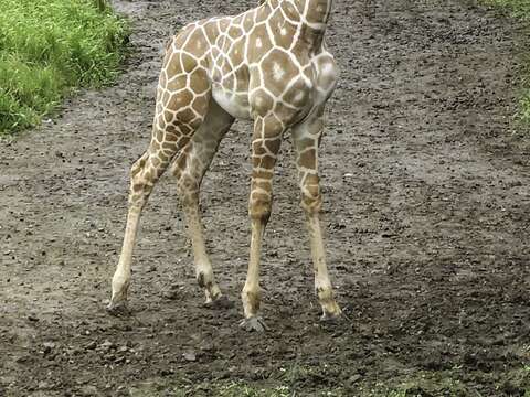 Giraffe Calf Mai Meng Charms Zoo Keepers, Explores Outdoor Surroundings