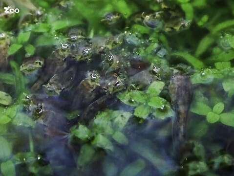 三角枯葉蛙的蝌蚪有漏斗狀的嘴巴，進食時會將嘴貼近水面，吸食水表的浮游生物(圖片來源：臺北市立動物園)