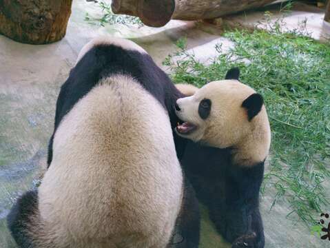 圓寶：我還是最喜歡跟媽媽撒嬌了！(圖片來源：臺北市立動物園)