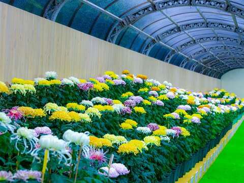 The first choice for light travel in the post-epidemic era! Chrysanthemum exhibition 210,000 pots of chrysanthemums welcome guests, There are certificate of gold, Forbidden City boutiques, Airpods... series of event awards waiting for you.