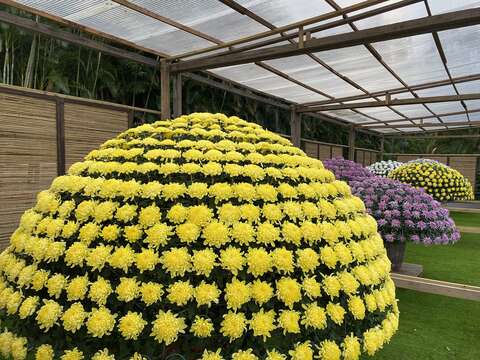Shilin Residence Chrysanthemum Festival, 2023