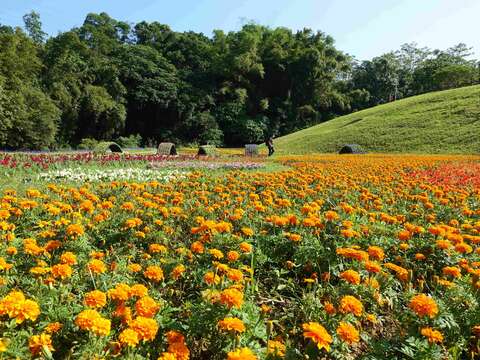 Flower Viewing During New Year’s Eve Holidays Dagouxi Riverside Park Sea of Flowers in Full Bloom