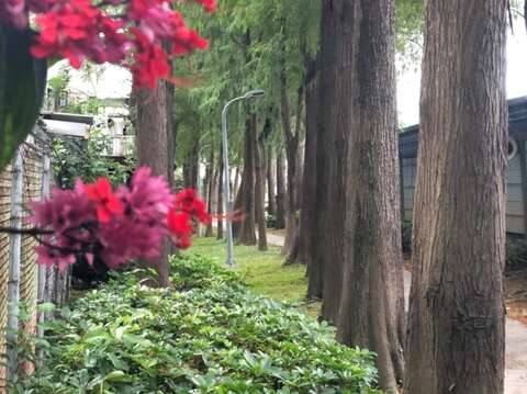 靜靜的角落也有花兒盛開(圖片來源：臺北市政府工務局公園路燈工程管理處)