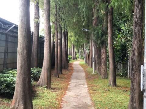 靜靜的落雨松步道(圖片來源：臺北市政府工務局公園路燈工程管理處)