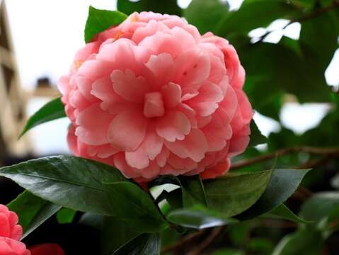 The Taipei Camellia Exhibition will be held on January 6, 2023. The master's delicate brushwork "sees the flowers blooming"
