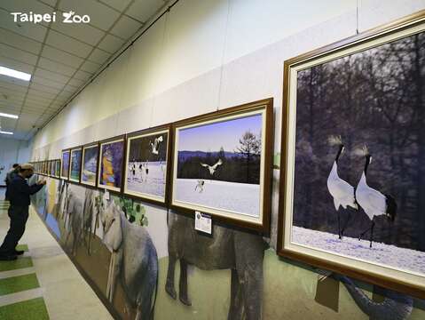 搭配動物園丹頂鶴寶寶的出生，本次「群英飛羽世界野鳥攝影聯展」特別規劃了一區為「鶴類」的14幅攝影作品(圖片來源：臺北市立動物園)
