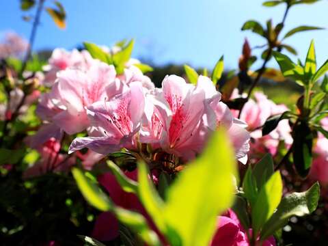 杜鵑花也會在春節期間盛開(圖片來源：臺北市政府工務局公園路燈工程管理處)