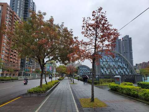 走出捷運站就可以看到色彩鮮艷的楓香(圖片來源：臺北市政府工務局公園路燈工程管理處)