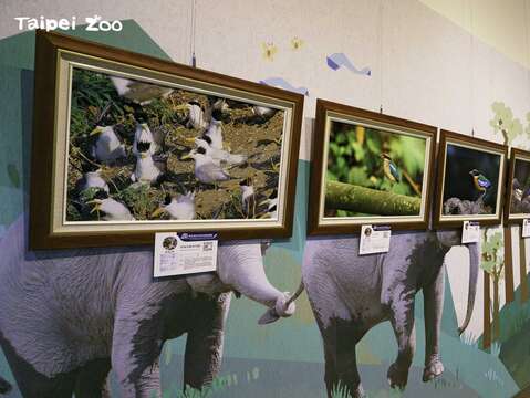 타이베이 시립동물원 – 야생조류 사진전