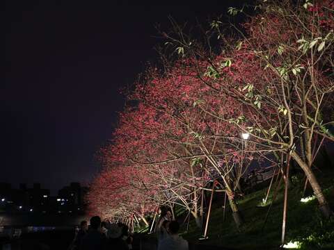 2023楽活夜桜祭り