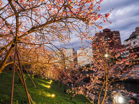 打了燈光的櫻花看起來更迷人了(圖片來源：臺北市政府工務局公園路燈工程管理處)