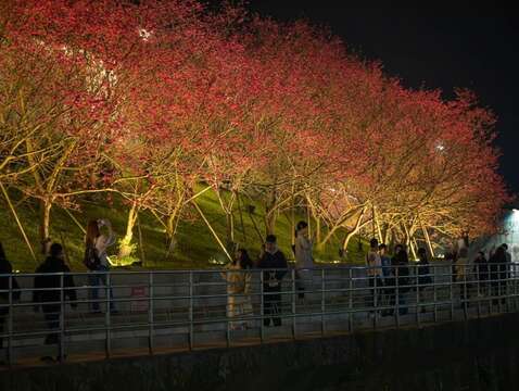 滿開的八重櫻(圖片來源：臺北市政府工務局公園路燈工程管理處)