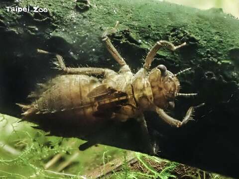 人為造成的變動與破壞，使得適合蜻蜓生活的環境變得越來越少（水蠆）(圖片來源：臺北市立動物園)