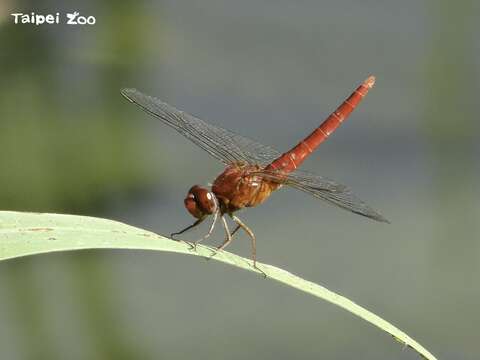 現在想再看到滿天蜻蜓飛舞，卻不是那麼容易（腥紅蜻蜓）(圖片來源：臺北市立動物園)