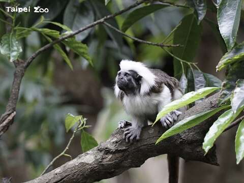 相較於瀕危動物保育，瀕危植物是容易被忽視的一塊（棉頭絹猴）(圖片來源：臺北市立動物園)