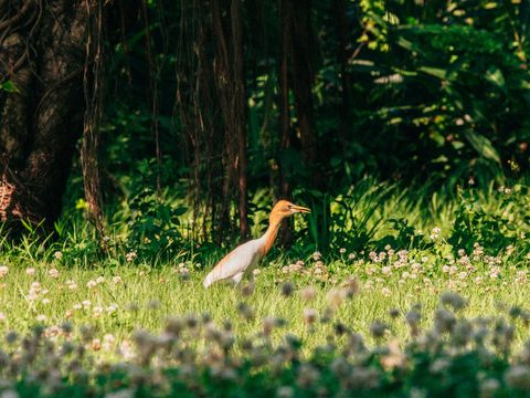 關渡自然公園是臺北市賞鳥的絕佳景點。(圖片來源：臺北市政府觀光傳播局)