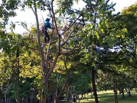 攀樹師精心修剪樹木，讓大安森林公園林木生長更健康(圖片來源：臺北市政府工務局公園路燈工程管理處)