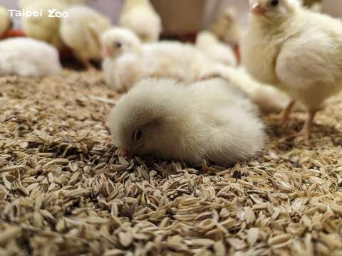 小雞在舒適的環境下沉睡(周玟提供) (圖片來源：臺北市立動物園)