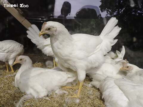 未來「快樂雞莊」生產的雞蛋，將送到動物園的中央廚房，清洗並蒸熟後讓動物們享用(圖片來源：臺北市立動物園)