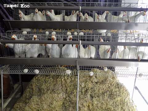 歐盟率先於2012年起禁止以「格子籠」方式飼養蛋雞，各國也陸續響應(圖片來源：臺北市立動物園)