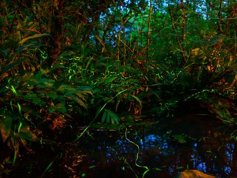 大安森林公園的點點星光-111年攝(圖片來源：臺北市政府工務局公園路燈工程管理處)