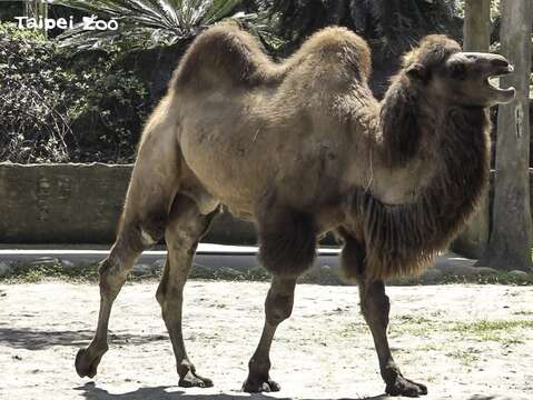 雙峰駱駝「煙子」會發出清晰高頻的嗚吼聲呼叫媽媽和姊姊(圖片來源：臺北市立動物園)