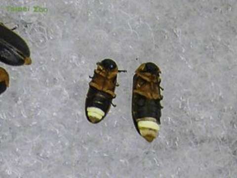 有兩個亮點的是雄蟲(左)，一個亮點的是雌蟲(右) (圖片來源：臺北市立動物園)