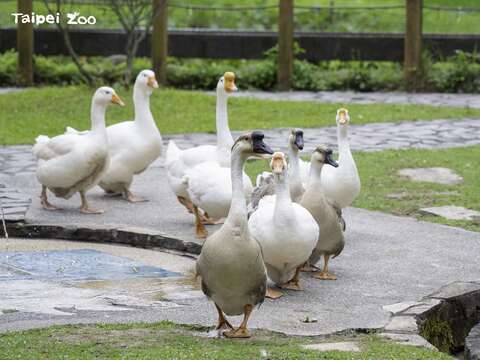 走在最前面的是領頭鵝，牠會領隊帶大夥兒回家(圖片來源：臺北市立動物園)