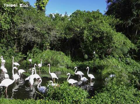 ¡Ven al zoológico de Taipéi para ver el lindo desfile de gansos!