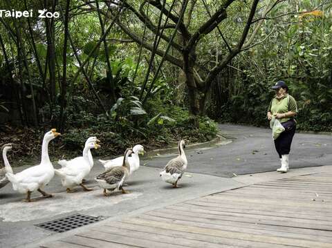 家鵝很容易”結黨群聚＂，又喜歡一隻挨著一隻跟隨(圖片來源：臺北市立動物園)