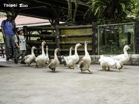 타이베이시립동물원에서 만나는 귀여운 거위행진!