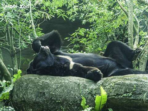 黑熊：觀星的標準姿勢，大家跟著我做！(詹德川攝) (圖片來源：臺北市立動物園)