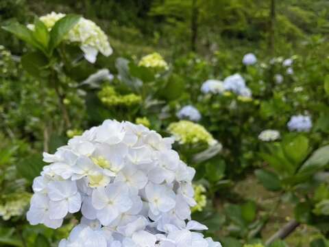 白色繡球花品種-白繡球(圖片來源：臺北市政府產業發展局)