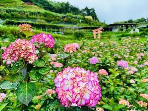 粉色滾邊繡球花品種-未來(圖片來源：臺北市政府產業發展局)