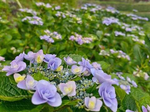 紫色繡球花品種-妖精之瞳(圖片來源：臺北市政府產業發展局)