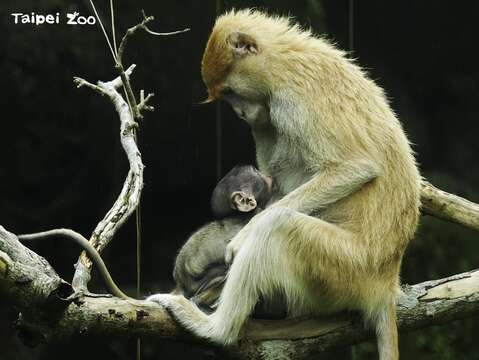 祝所有偉大的媽媽們，母親節快樂！(紅猴母子-詹德川攝) (圖片來源：臺北市立動物園)