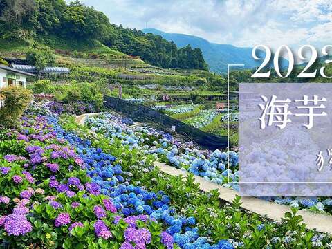 2023竹子湖繡球花季(圖片來源：臺北市政府產業發展局)