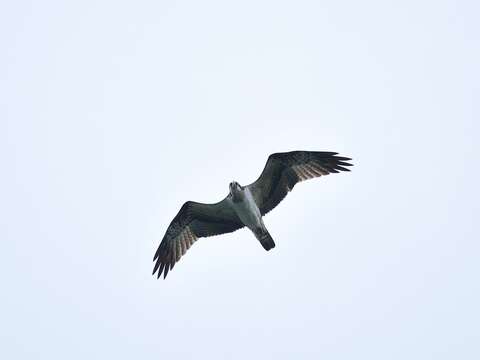 魚鷹(稀有保育類)可俯衝入水捕食魚類(圖片來源：臺北翡翠水庫管理局)