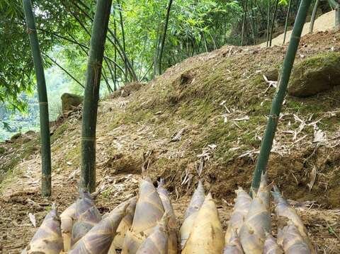 綠竹筍(圖片來源：臺北市政府產業發展局)