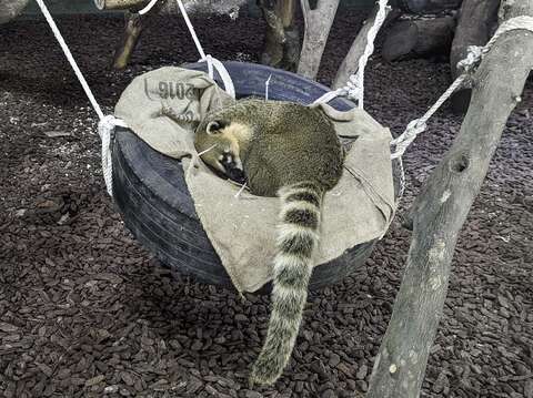 長鼻浣熊睡在輪胎吊床上(周玟攝)(圖片來源：臺北市立動物園)