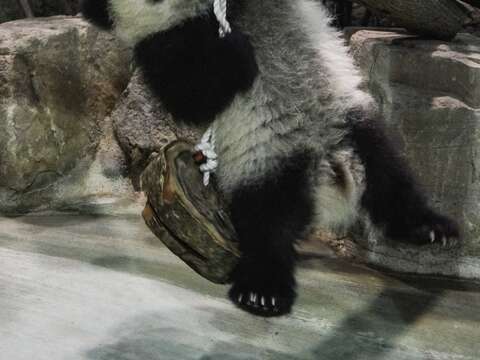 大貓熊寶寶跟小朋友一樣也會玩玩具(圖片來源：臺北市立動物園)