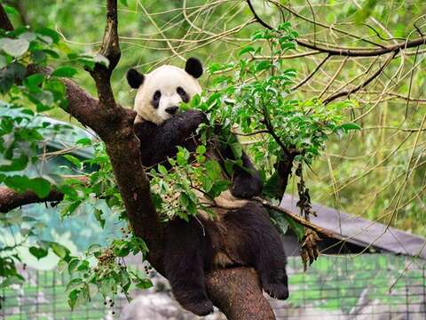 「三猫プロジェクト」の1つでもある愛くるしいパンダは、台北市立動物園のスター的存在です。（写真‧台北市立動物園）