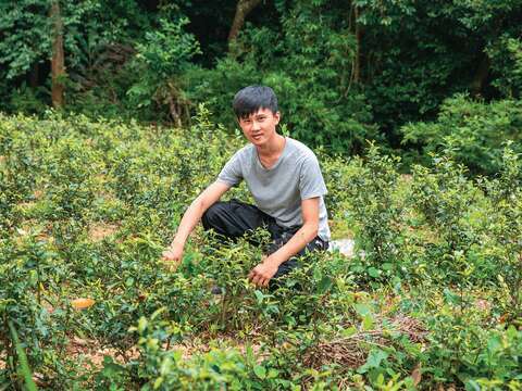 青農製茶師張君誠在貓空地區耕作，從種茶到製茶都親力親為。（攝影／翁睿坤）