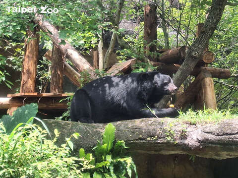 享受陽光與美食的黑熊黑糖(圖片來源：臺北市立動物園)