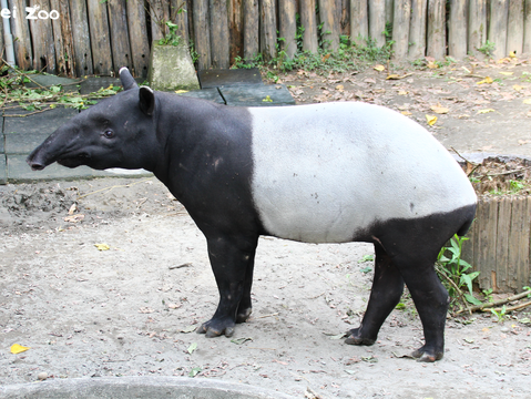 馬來貘「貘克」(圖片來源：臺北市立動物園)