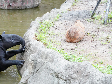 「貘克」住在熱雨區(圖片來源：臺北市立動物園)