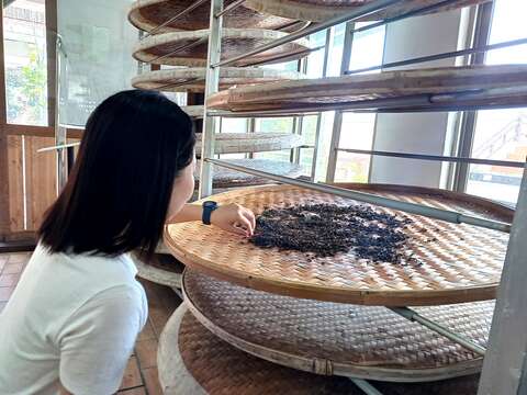南港茶葉製造示範場茶葉製作體驗(圖片來源：臺北市政府工務局大地工程處)