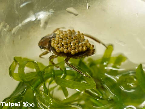 負子蟲爸爸背著卵移動直到孵化若蟲為止(圖片來源：臺北市立動物園)